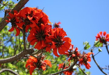[Coral+Tree.jpg]