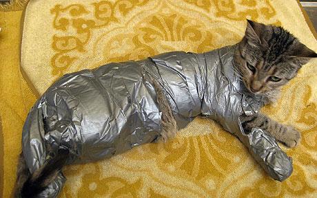[Image: Duct-tape-cat_1487802c.jpg]