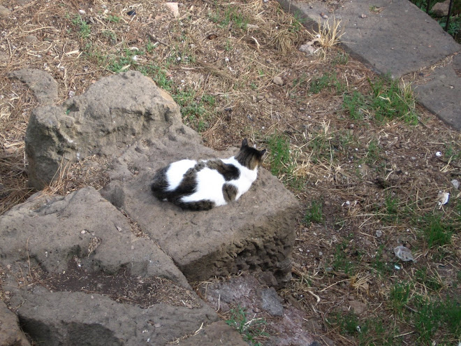 there was a cat sanctuary in the middle of roma