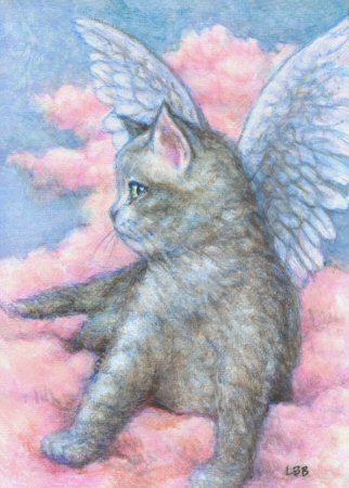 Angel Kitten Pictures
