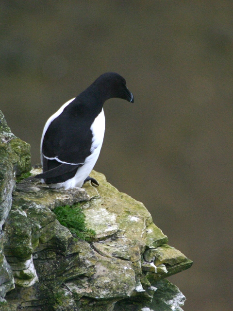 [razorbill1.JPG]