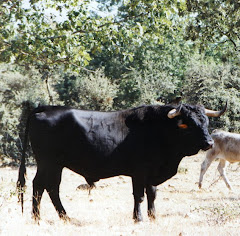 RAZA MORUCHA VARIEDAD NEGRA