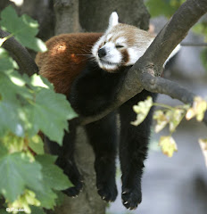 More odd than red pandas..