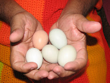 EGG COUNT 2011