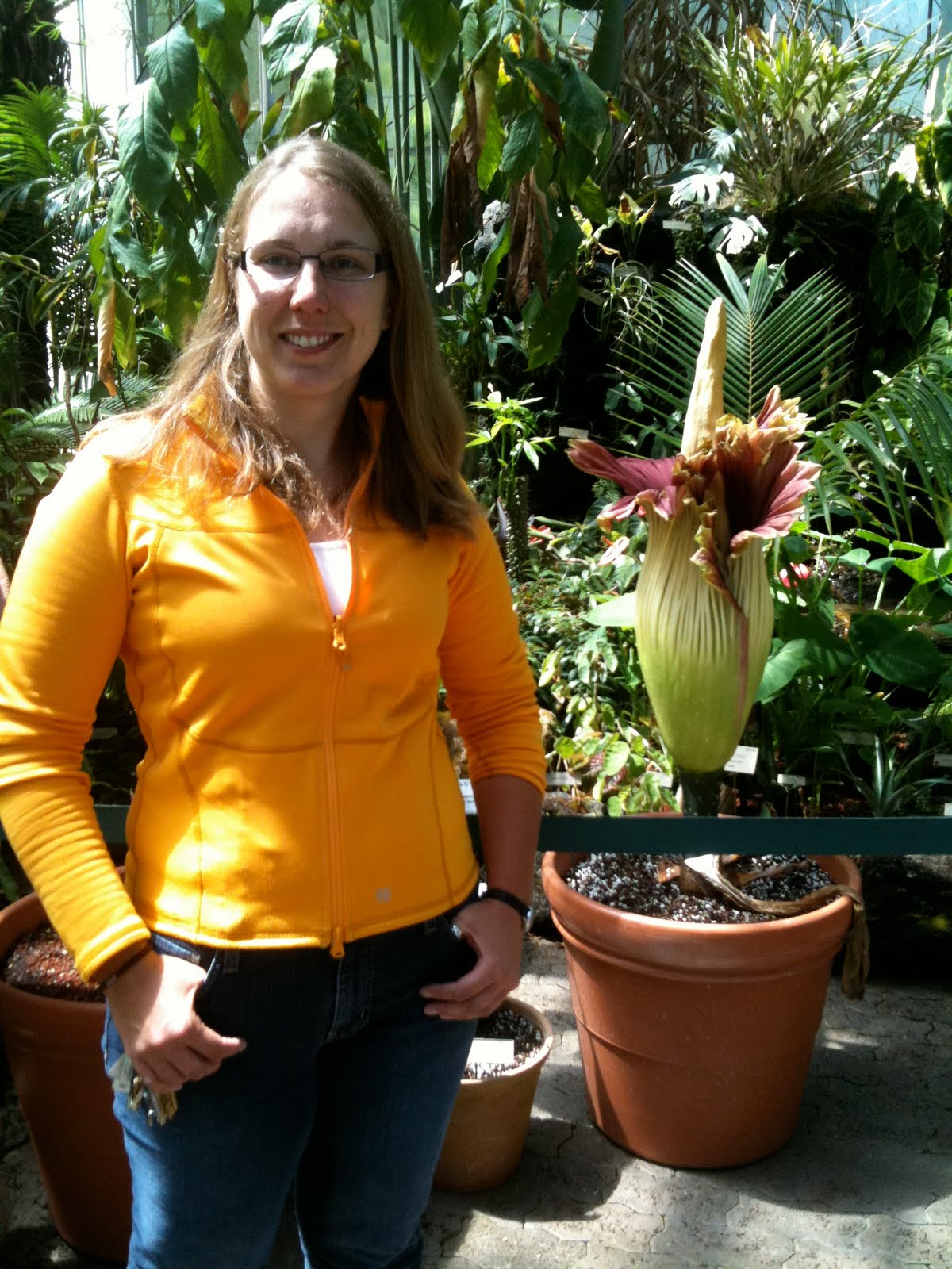 celebrating randomness amorphophallus titanum blooms in berkeley!