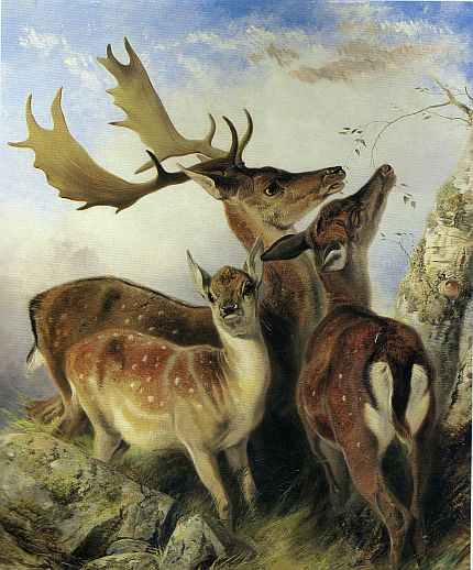 [FallowDeer_Ansdell.jpg]