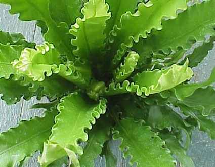 [Asplenium_Osaka.jpg]