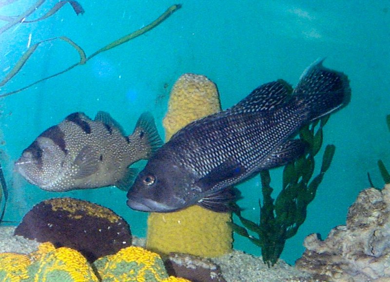 variety of luxurious and beautiful ornamental fish Black sea bass