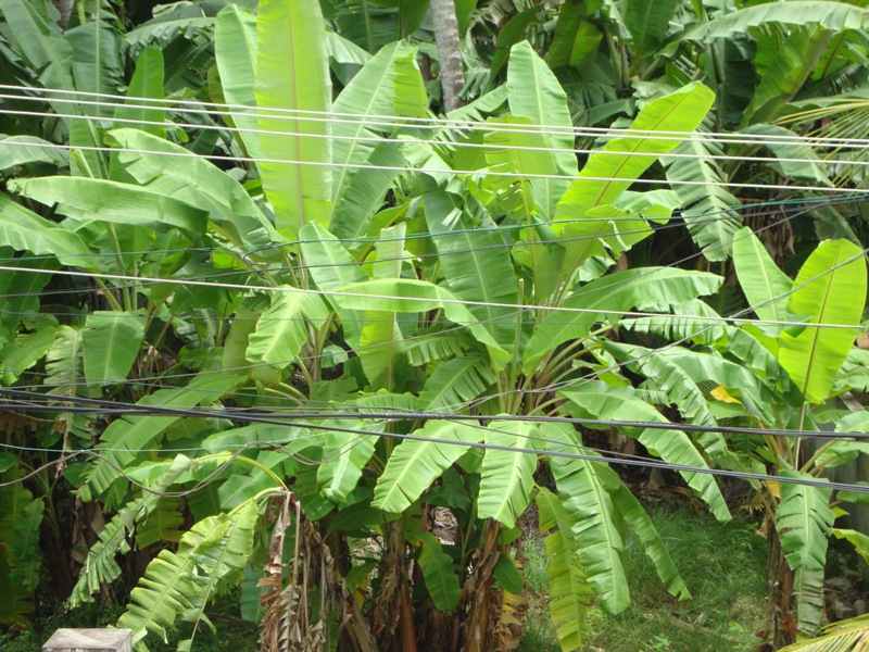 hairstyles Columnea, Goldfish columnea goldfish plant. hairstyles Columnea, Goldfish