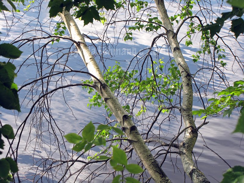 Peripheral Vision Inner Sights by Lynda Lehmann Birch Over Water