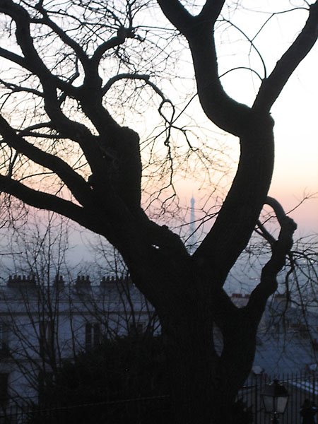 [eyeful_tree.jpg]