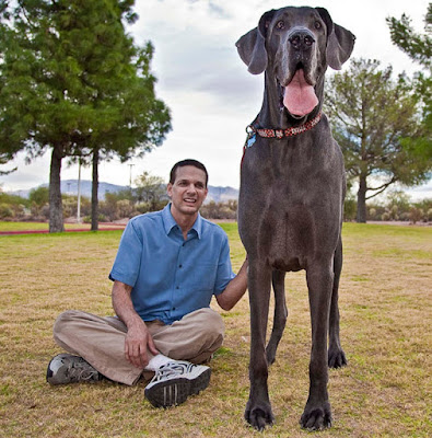 perro gigante