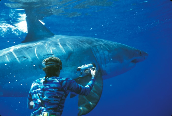 sw boat tours near gulf shores shark defenders shark feeding flareup in hawaii sw boat tours near gulf shores shark defenders shark feeding flareup in hawaii