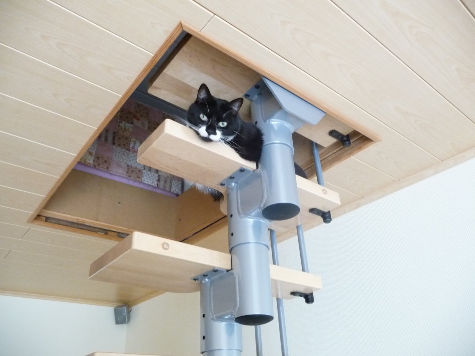 [Sammystairs.JPG]