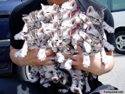 [HANDFUL+OF+KITTIES.jpg]