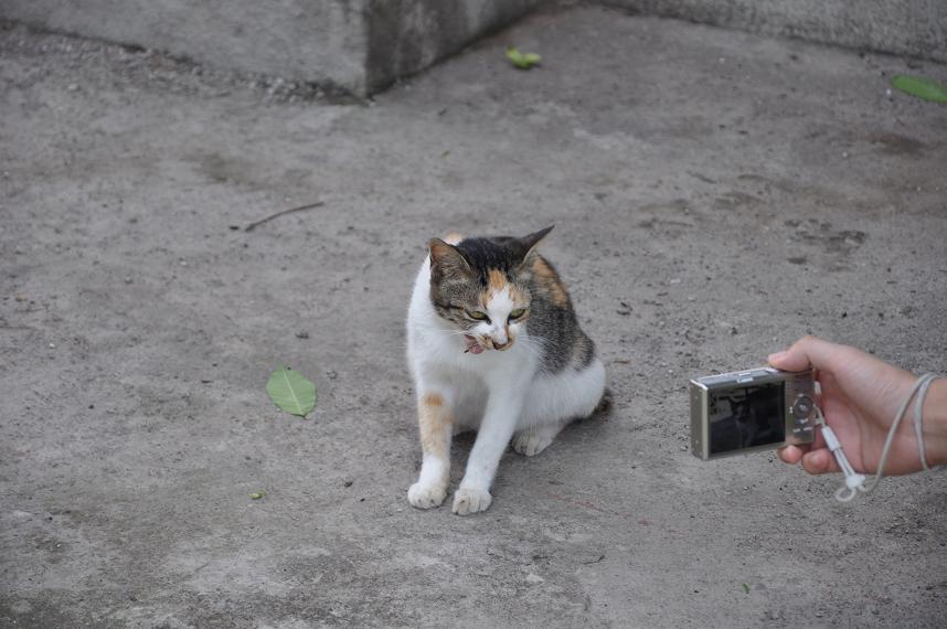[bali+cat.JPG]