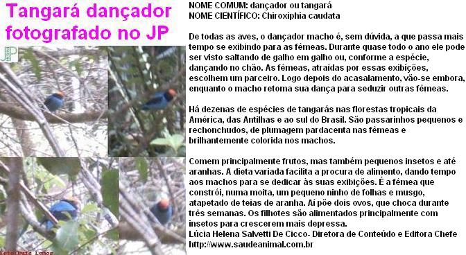 AVIFAUNA DO JP II: TANGARÁ DANÇADOR