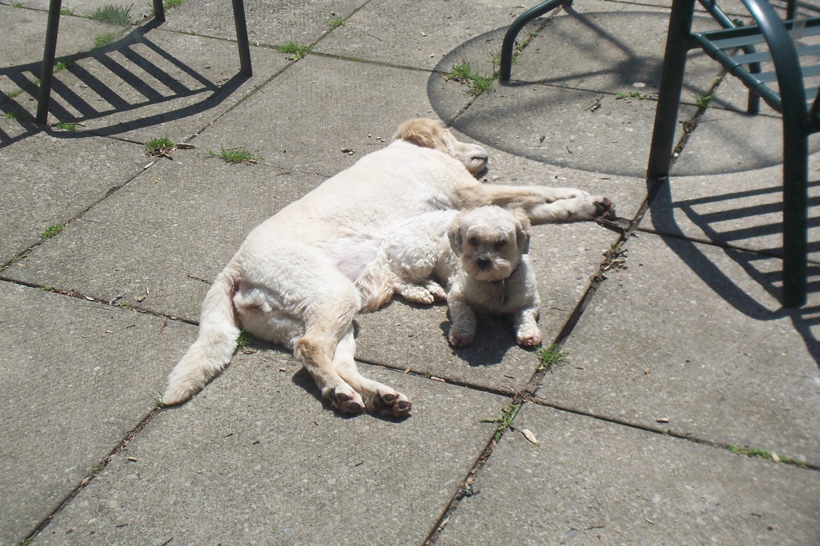 [Dogs3.JPG]