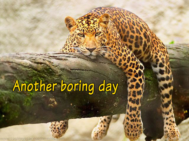 leopard-boring-day.jpg