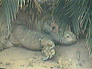 Devil Dragon Megalania