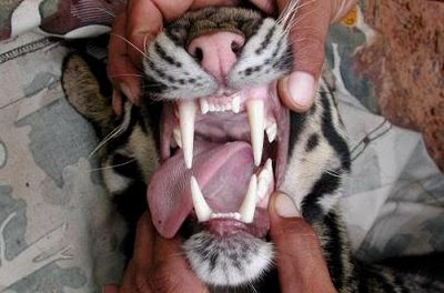 http://2.bp.blogspot.com/_dSTrW-QwuGY/RwTI0Pe3h8I/AAAAAAAAAPs/6iHMiBTQcHo/s400/Clouded%2BLeopard%2BTeeth.jpg
