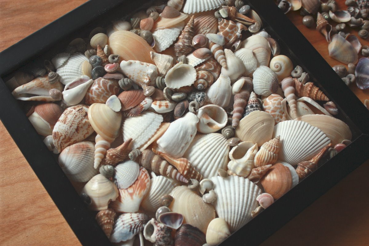 Seashell Shadow Box