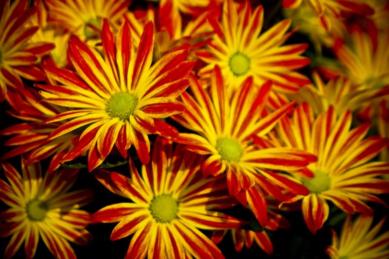 [mum]
