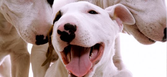Guia de Raças e Canis Guia de Raças e Canis