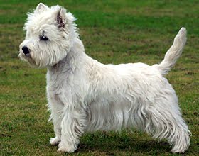 West Highland White Terrier West Highland White Terrier