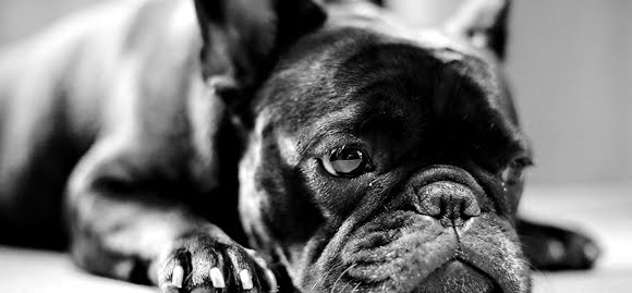 Bulldog Frances Bulldog Frances