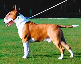 Bull Terrier Bull Terrier