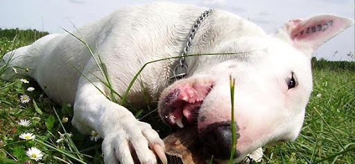 Bull Terrier Bull Terrier