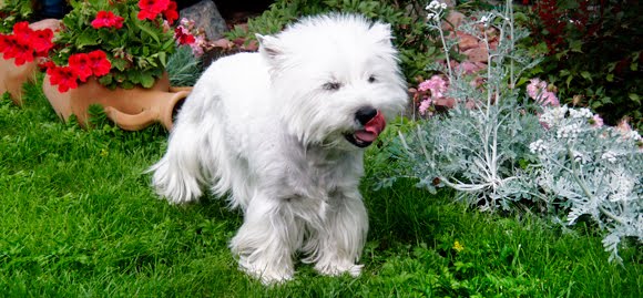 West Highland White Terrier West Highland White Terrier