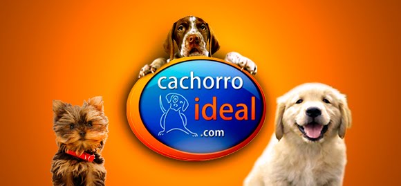 Como escolher o cachorro ideal? Como escolher o cachorro ideal?