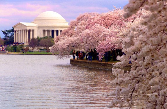 [dc_cherryblossoms.jpg]