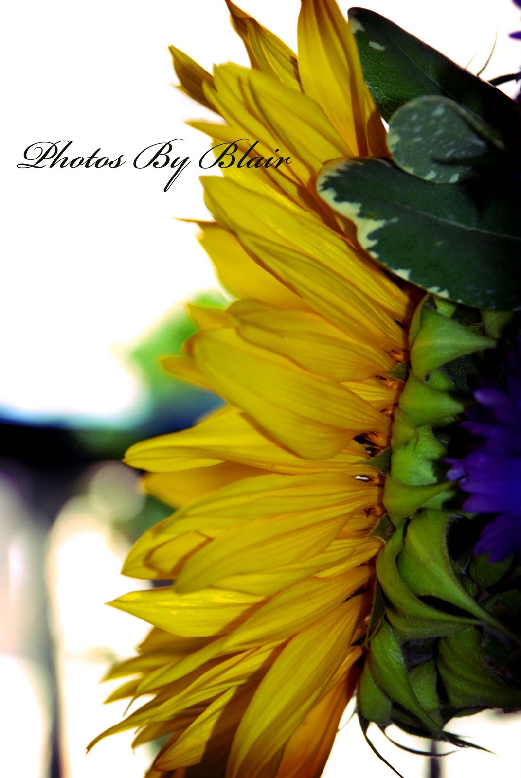 [sunflower1+blog.jpg]