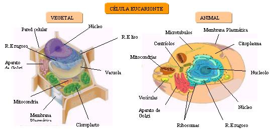 hot celula vegetal e animal. celula vegetal y sus partes. hot celula vegetal e animal.