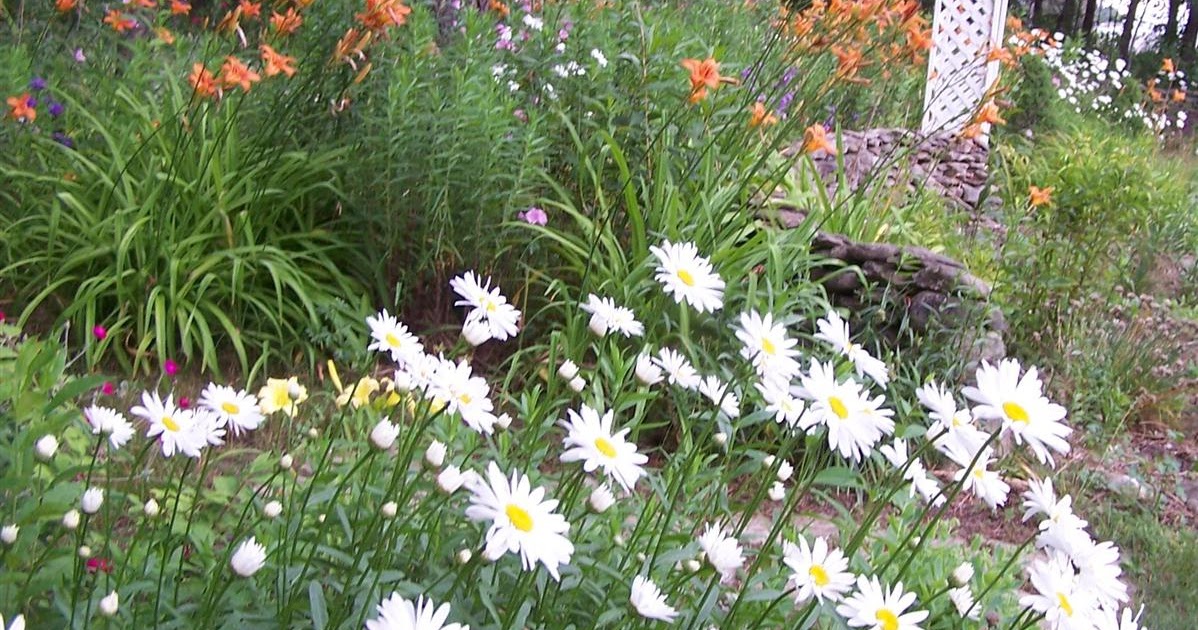 Perennial Passion Shasta Daisies Make Great Centerpieces