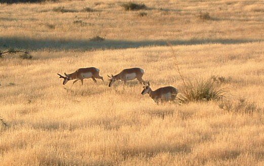 'My' antelope