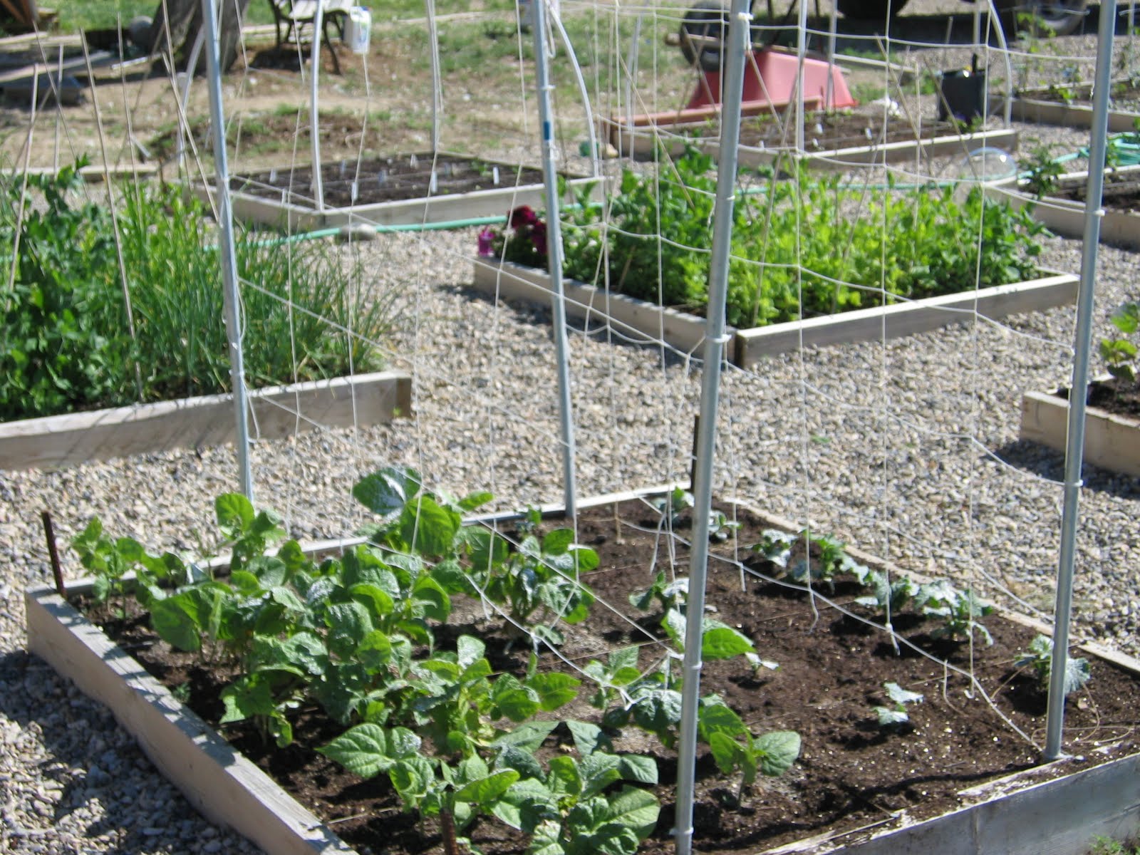 Toni's Square Foot Garden A trellis for my cukes and pole beans