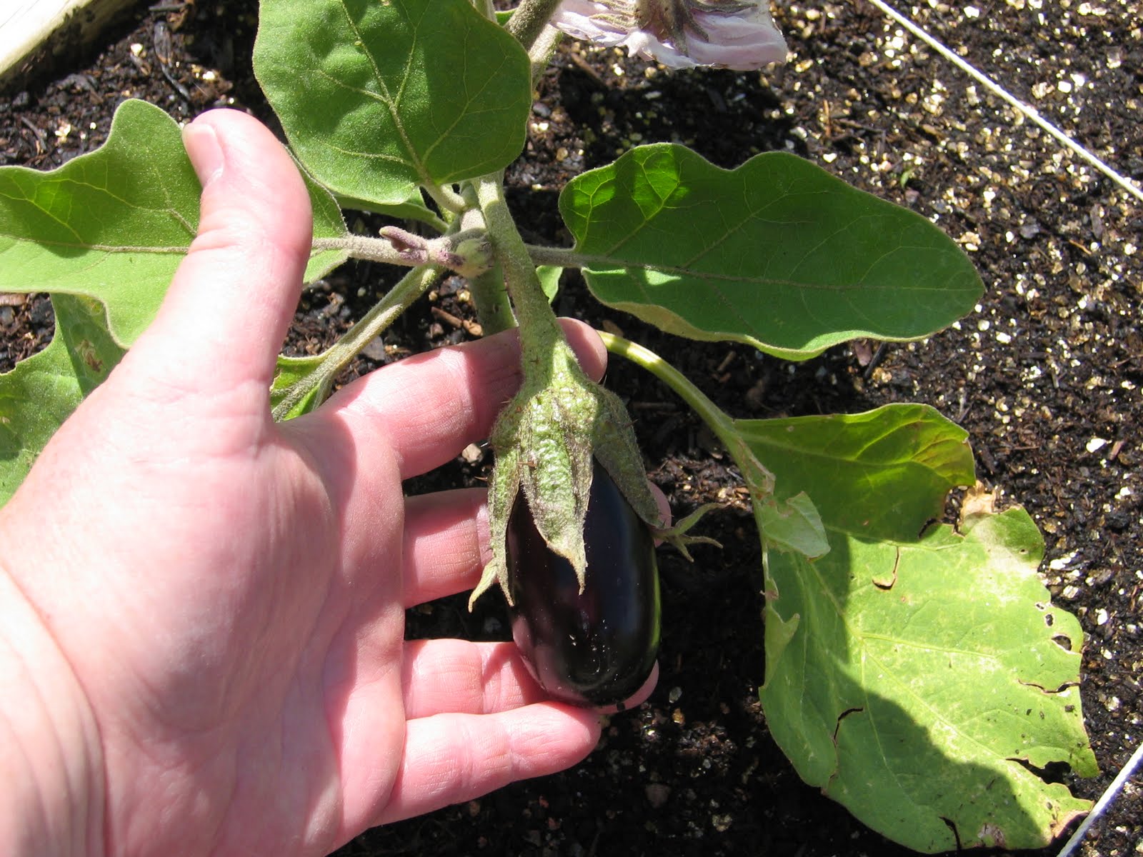 Toni's Square Foot Garden My first baby eggplant!