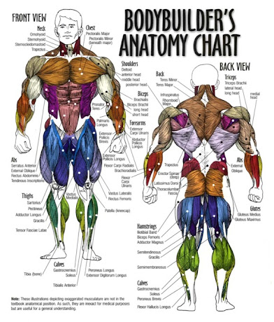 The Body Building Anatomy