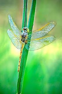 'Dragonfly Dew' (c) John Ashley