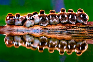 'Ducks in a Row' (c) John Ashley