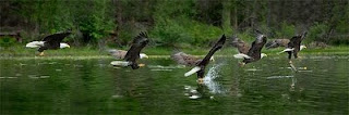 'Eagle Talons'