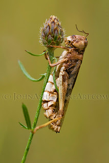 Modern-day grashopper (c) John Ashley Modern-day grashopper (c) John Ashley