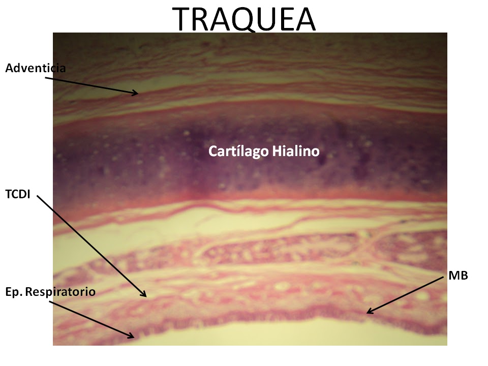 LABORATORIO DE HISTOLOGIA: Sistema Respiratorio