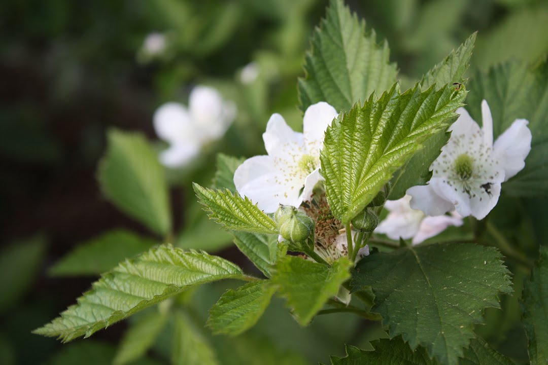 Blackberry Flower