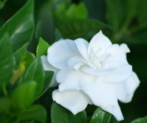 [gardenia-flower.jpg]