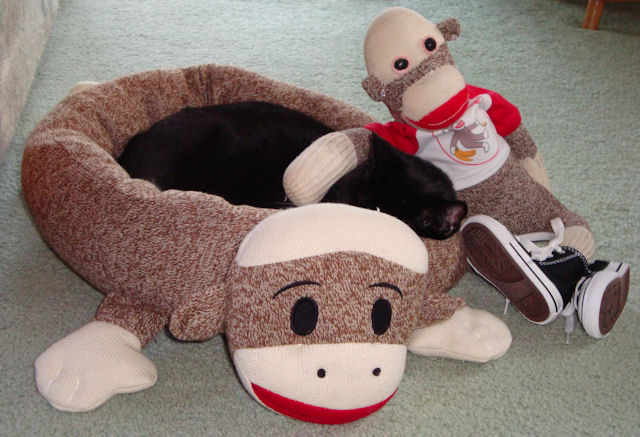 Monkey S House Sock Cat Bed Karl Was So Cozy In His New Bed That He Fell Asleep Almost Immediately Or Maybe It The Sweet Lullaby I Singing To Him